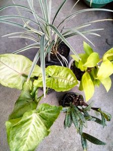 Mix Plants