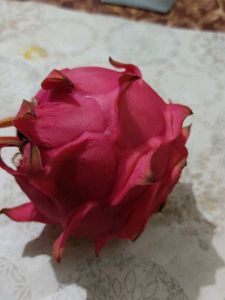 Dragon Fruit Plant Stem