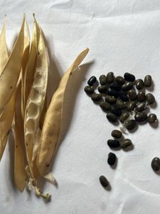 Blue Pea Flower Plant Seeds 40-50