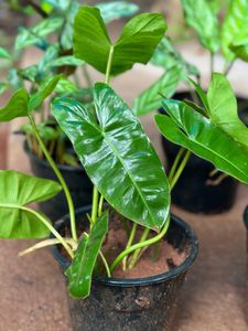10 Live Root Plants