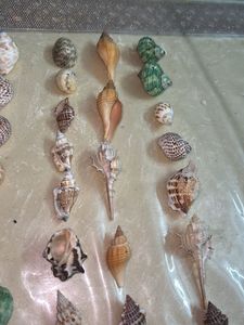 Seashell Collection