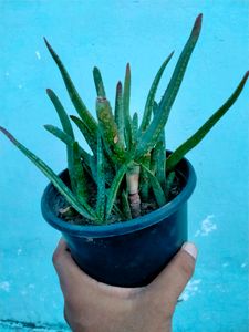 Aloe Vera chinensis