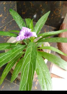 Petunia