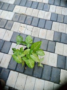 10 Live Root Plants