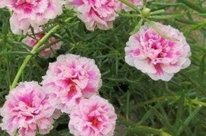Offer 🎉 Combo Of 4 Portulaca 💐🌸🍀