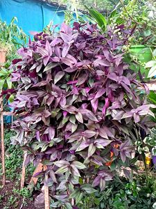5 Types of Classy Plants