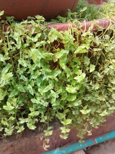 Turtle Wine Plant