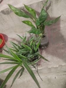 Combo Of 2 Plant Spider Or Green Agloneama