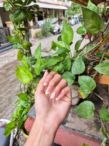 Press On Nails