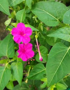 4&#39;o Clock Flower Seeds