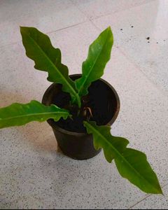 11 Plants Combo