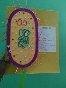 Bacteria Cell Model