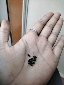 Cypress Vine/ Ganesh Vel Seeds