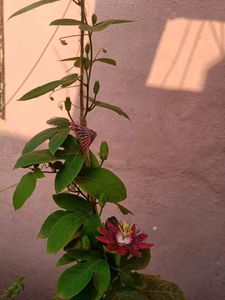 Krushnkamal plant And Coleos cutting