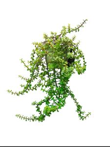 Dwarf Jade Plant