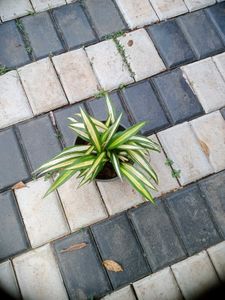 10 Live Root Plants