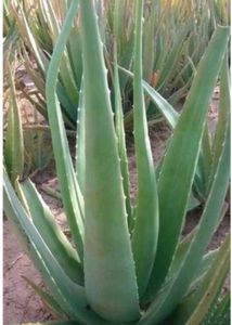 Fresh Aloevera Plant For Face Toner