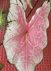 Set 2 ujjalaseeds rare polka &amp; Caladium Pink Plant