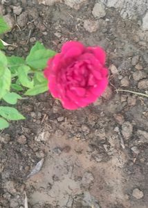 Red Rose Live Plant