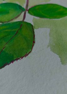 Rose Flower Watercolor Painting