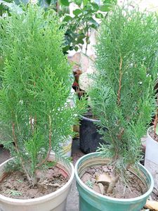 Morpankhi Plant (Pack Of 2)