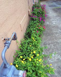 Four O'Clock Flowers