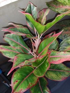Choose Any Plant @49rs