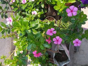 3-4 colours Type Of Nayantara Plants With Roots