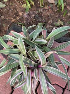 Plant Beautifull