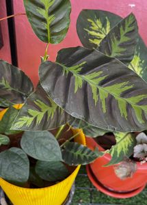 Calathea Plants combo