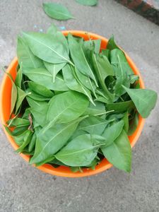 Henna Leaves ,Stems,Seeds Also Available Combo