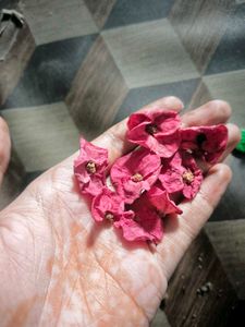 Dry Flower