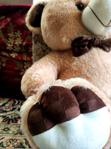 Teddy Bears 🐻🐨