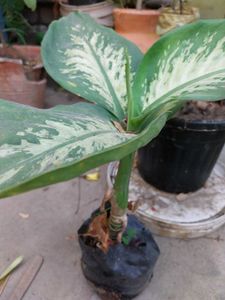 Dieffenbachia Plant