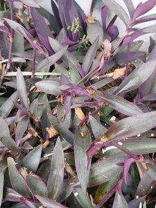Tradescantia pallida ( Purple Heart Plant)