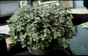 Turtle Vine Plants ☘️&amp;Pot