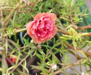 Portulaca