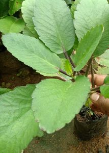 Fresh Patthar Chata