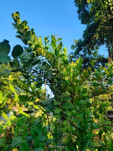 Myrrh lemon plant (gondhoraj lebu)