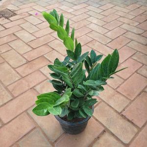 ZZ Plant