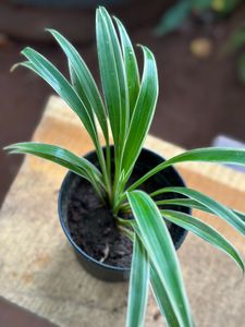 10 Live Root Plants