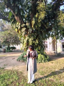 Elegant Light Olive Trench Coat