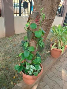 money plant , philendron, monstera plan