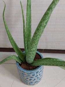 ALOEVERA Plant