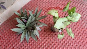 Set 2 Arrowhead &amp; Moses In The Cradle Plants 🪴