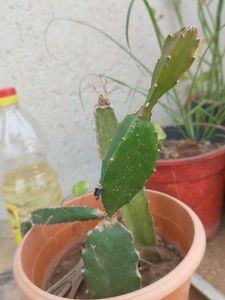 Dragon Fruit 🐡 Plant Healthy Roots