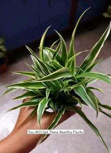 Chlorophytum Comosum - Variegated Spider Plant