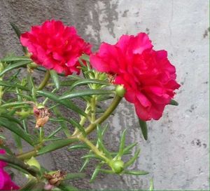 Red Portulaca Flower Plant With Roots