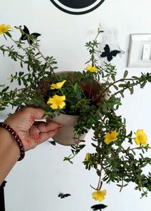 Full Portulaca Plant With Same Pot