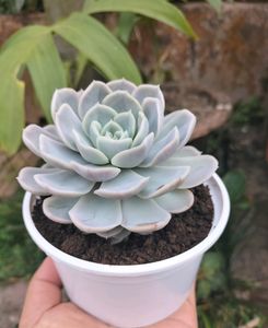 Echeveria elegans (Mexican Snowball)